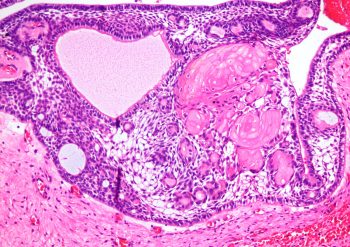pathology-2025-1
