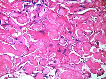 pathology-2025-2